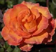 unknow artist Orange Rose oil painting